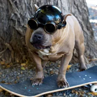#PITBULL #SKATEBOARD #SESSION