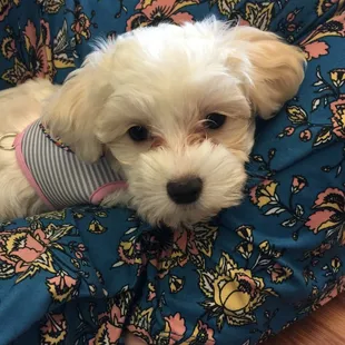 Miss Coco LaFleur, our shop puppy.