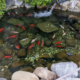 Koi pond out front