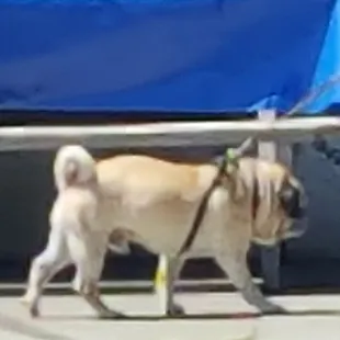 Neighborhood pug walking by sidewalk seating (5/21/21)