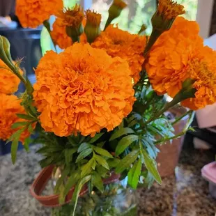 Marigolds Are So Beautiful From Their Flower Stand..