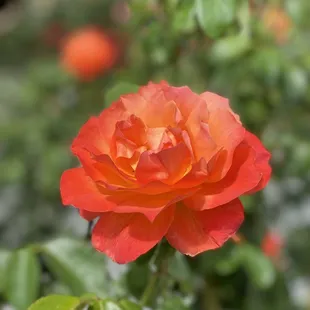 Orange rose