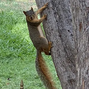 Squirrel