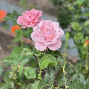 Pink roses