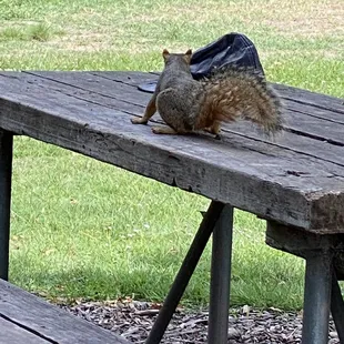Squirrel