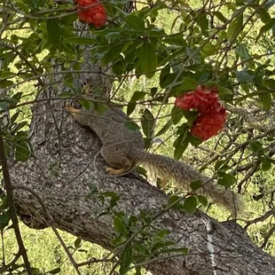 Squirrel