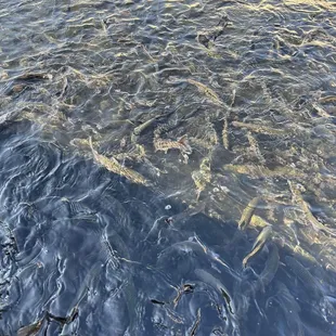 Up close to the feeding ponds. Got trout?! The trout were raised from eggs in the hatchery.
