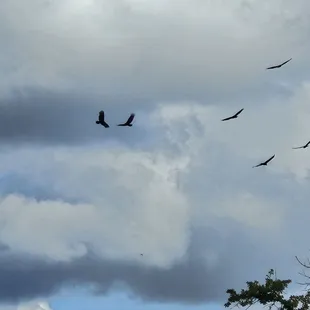 Vultures
