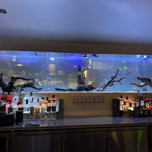The bar area with the fish tank in the background