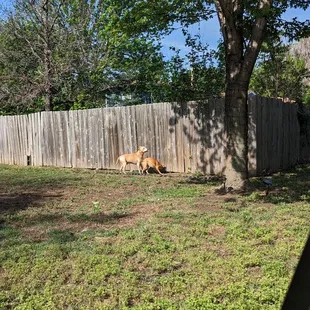 13 years old and running around chasing squirrels
