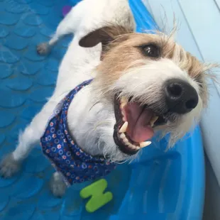 Amie loves to meet everyone