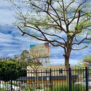 a tree in front of a fence