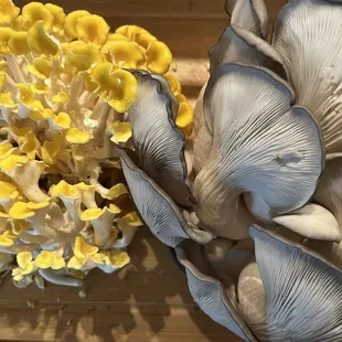 Golden oyster mushrooms &amp; blue oyster mushrooms.