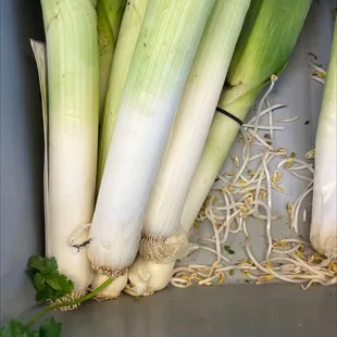 Leek