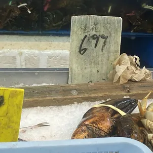 Lobster (was alive, just dead)