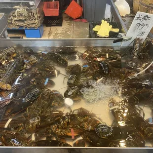 Lobster small