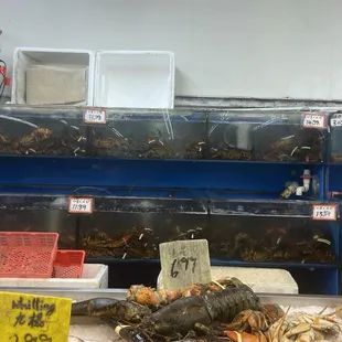 Lobster small/medium to large sizes
