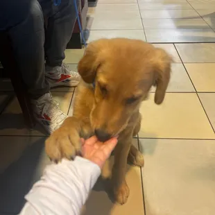 a person petting a dog