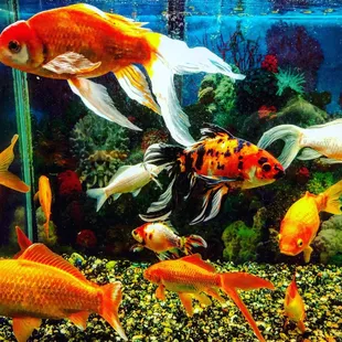 My first time here. Very friendly, food pretty good. Want to come back to try the buffet- it looks good.