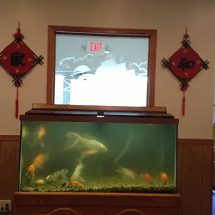 a fish tank with fish in it
