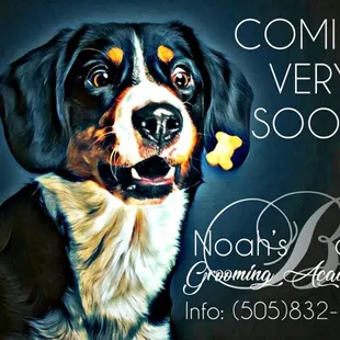 Now enrolling! Noah's Bark Grooming Academy! New classes beginning every month!