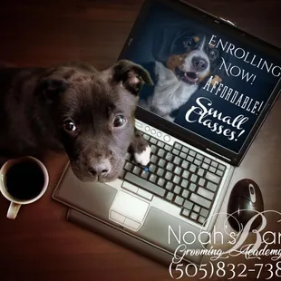 Call for information! Now enrolling! Noah's Bark Grooming Salon and Academy!

Real people, real kindness, real results!