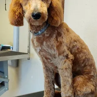 Yankie Doodle Dandy!