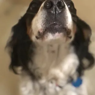 my other dog stella!!