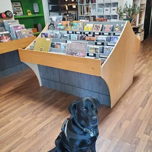 Buddy holding down the fort