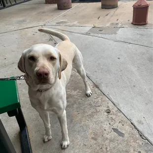 Dolly on the patio for lunch!