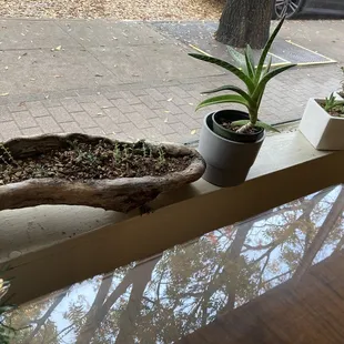 A row of houseplants on the inside window ledge.