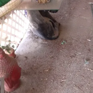 I can't breath due to the dust.