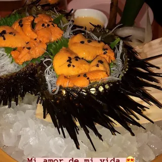 Sea Urchin