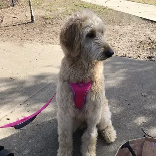 Sage patiently waiting to go in.