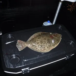 One of the fish on the trip that is one fat flounder