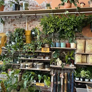 West wall of the shop - plants, pots, soil, hooray!
