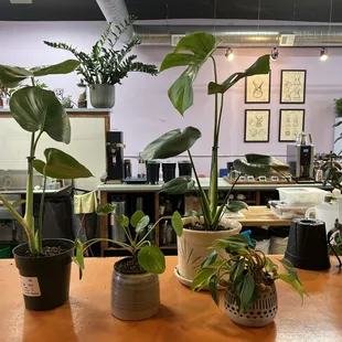 They repotted my plants for me :) helped split one into two pots. You can buy their pots or bring your own!