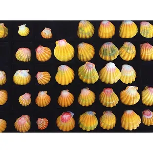 Sunrise shells available to make custom designed jewelry with.