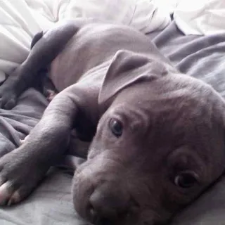 Angelica N' Knuckles V.