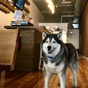 Nikko brings his Humans here for lunch!