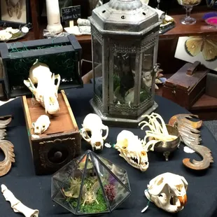 Various in tact Skeletons