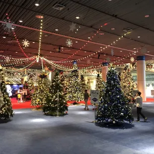 Christmas trees galore