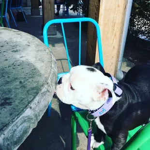 Nola Coture Mardi Gras collar