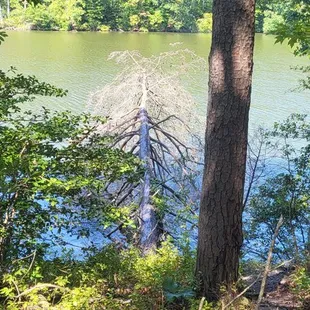 Oak Tree overlook
