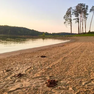 No dog allowed, except for geese and their huge droppings