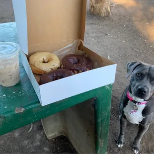 Donuts then dog park