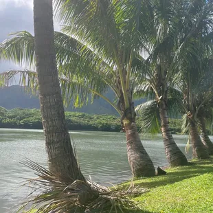 The view