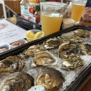 Oysters