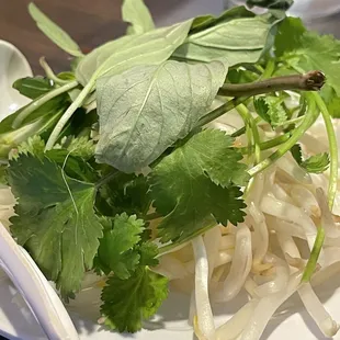 Cilantro, basil and mung bean sprouts