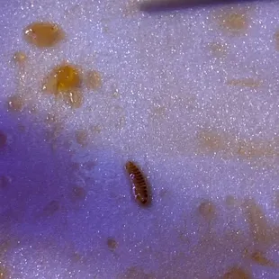 The worm or maggot that I found in my food after we had left the establishment.